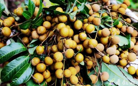 叙永马岭桂圆甜蜜上市，快来尝鲜→