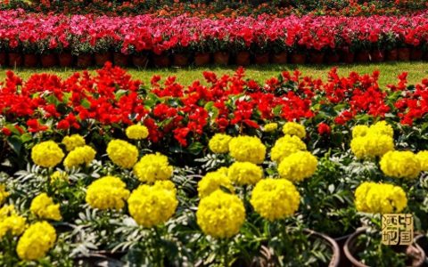 7万盆鲜花装点地标博览会场馆丨泸州，因你的到来更美