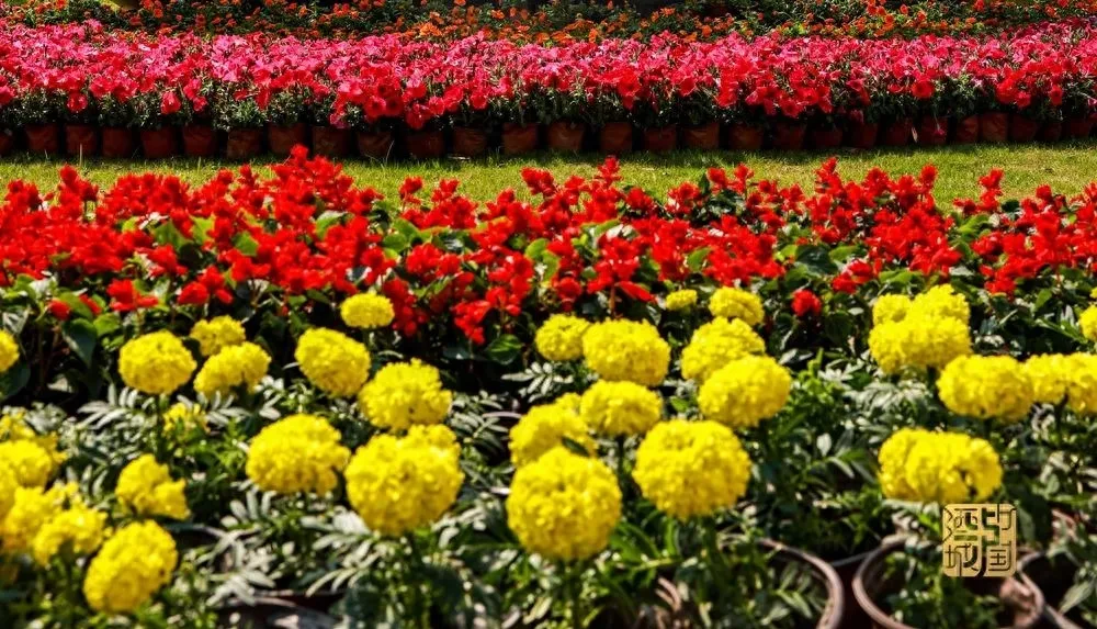 7万盆鲜花装点地标博览会场馆丨泸州,因你的到来更美