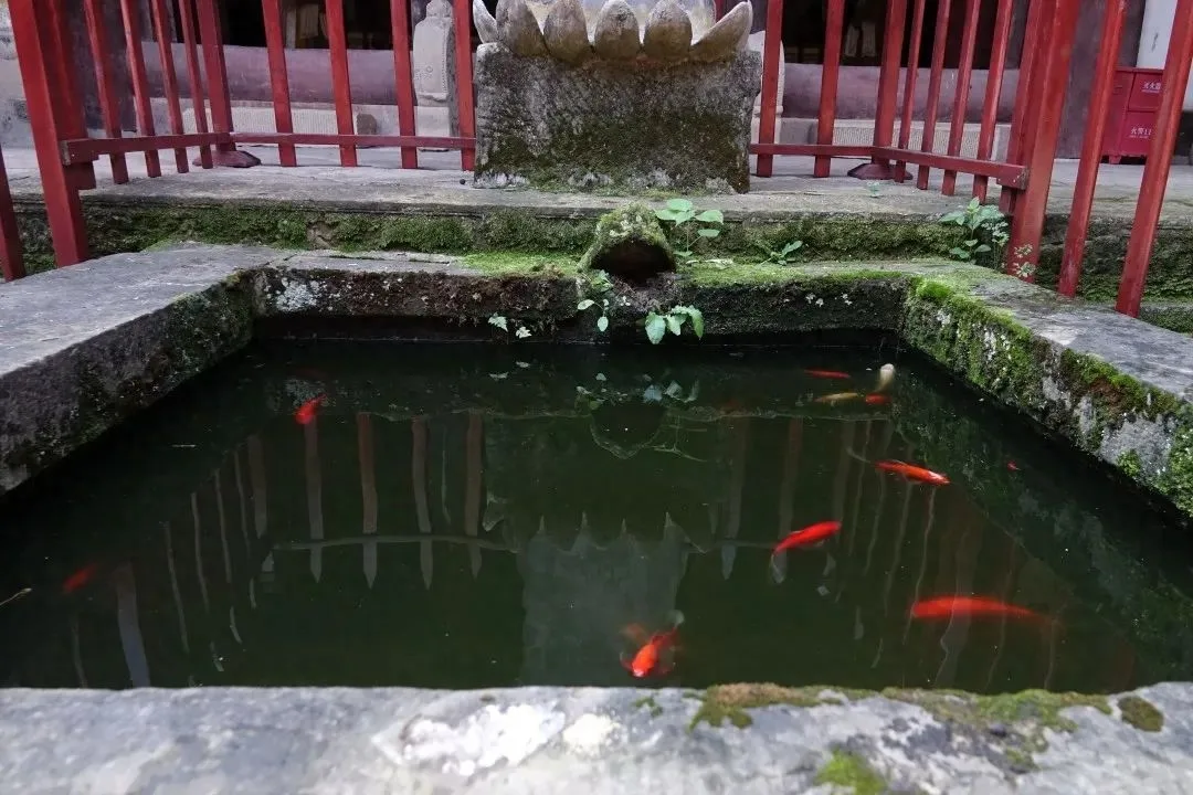 芙蓉四季鱼泉寺寻古 鱼跃山泉中,深山古寺幽