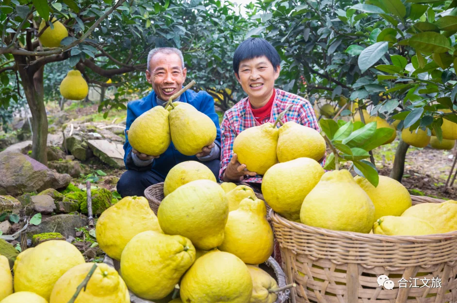 这个丰收季,合江真龙柚已悄悄咪咪上线了!