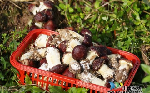 龙马潭：美味大球盖菇 吃出冬日幸福味