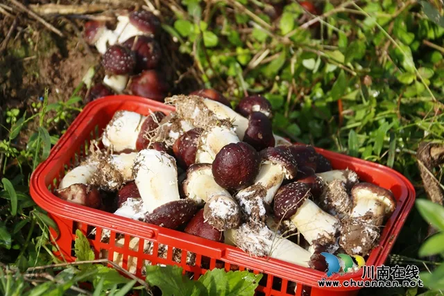 龙马潭:美味大球盖菇 吃出冬日幸福味