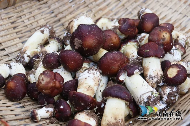 龙马潭:美味大球盖菇 吃出冬日幸福味