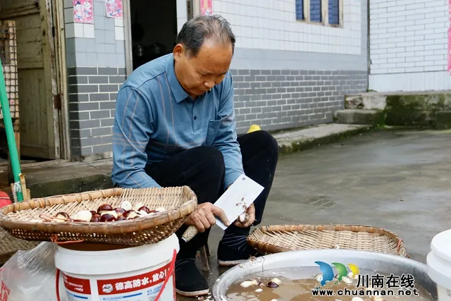 龙马潭：美味大球盖菇 吃出冬日幸福味