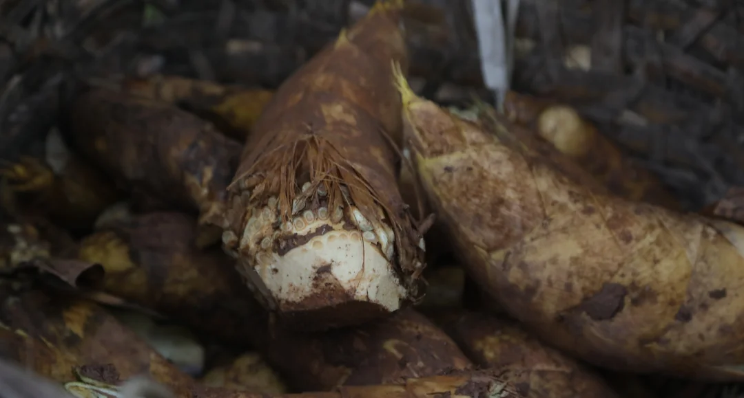 鲜脆好滋味！合江寒冬暖胃美食上线