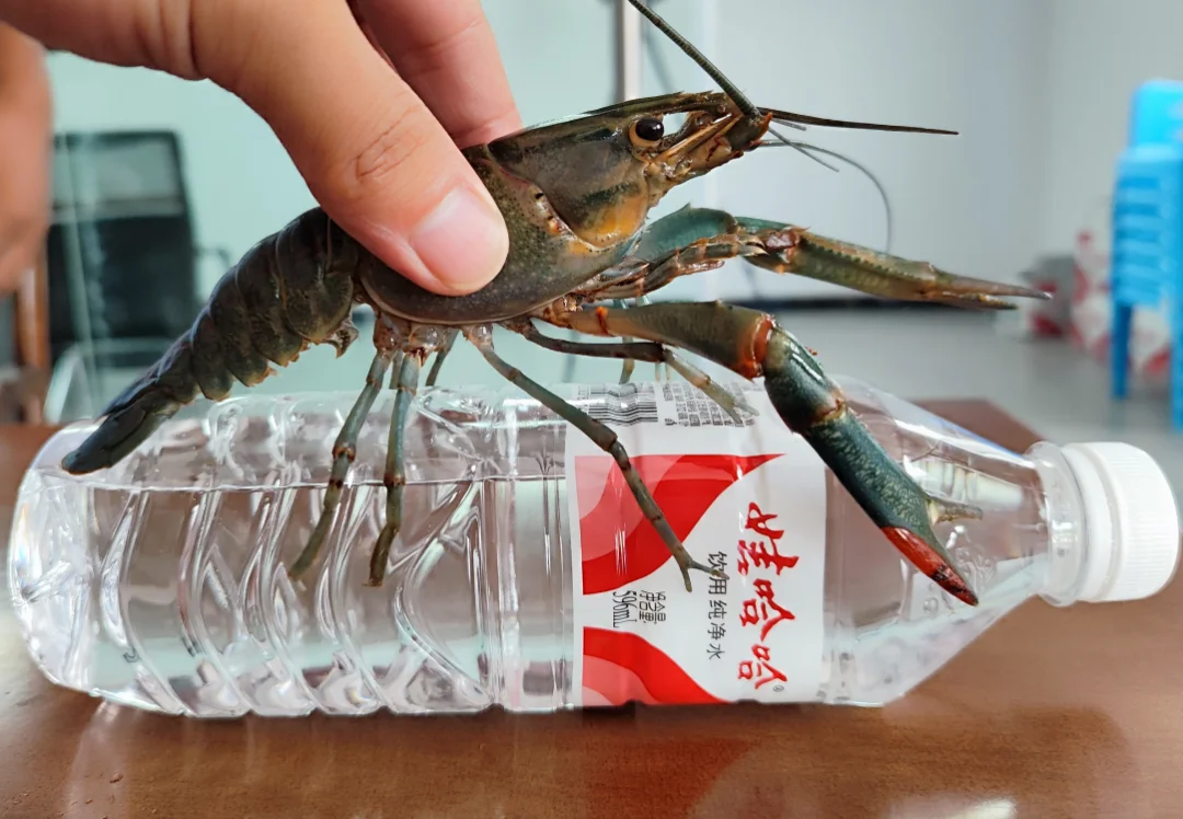 宜宾竟藏了这么多宝藏回礼?前三很多本地人都不晓得!