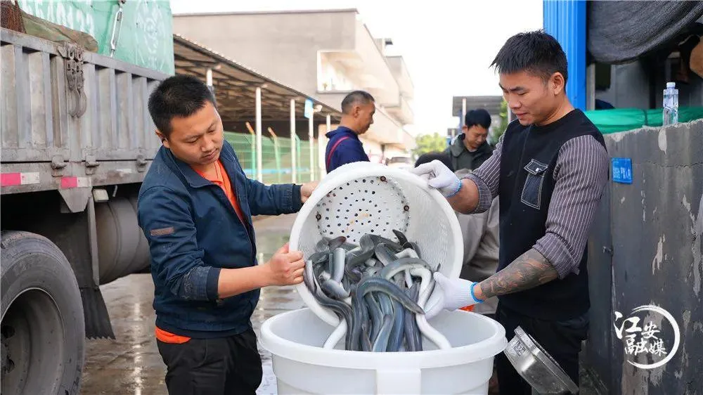宜宾竟藏了这么多宝藏回礼?前三很多本地人都不晓得!