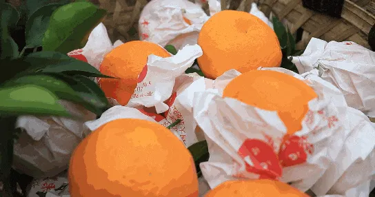 总结宜宾周边粑粑柑采摘攻略,这周末就去!