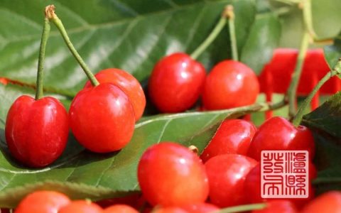 泸县的樱桃成熟啦！采摘地址→