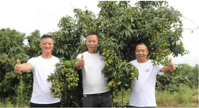 关注|最后一个管护阶段!合江荔枝离上市还有……(图6) 微信图片_20240617095301.png