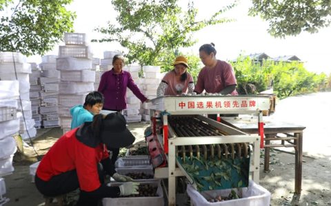 古蔺彰德：千亩脆红李丰收 远销越南
