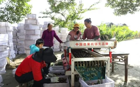 古蔺彰德：千亩脆红李丰收 远销越南