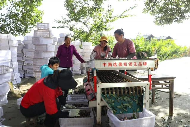古蔺彰德:千亩脆红李丰收 远销越南(图1) 1.jpg