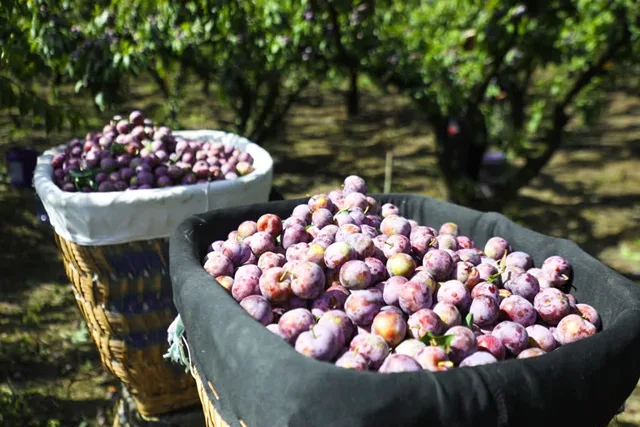 古蔺彰德:千亩脆红李丰收 远销越南(图6) 6.jpg