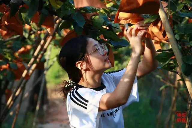 秋韵梨香,纳溪凤凰湖畔黄金果种植富农家(图1) 1.jpg