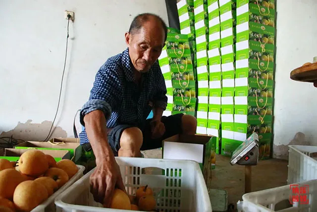 秋韵梨香,纳溪凤凰湖畔黄金果种植富农家(图2) 2.jpg