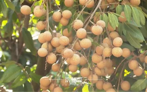 泸州桂圆今年遇“小年” ，总产量预计低于去年，价格…