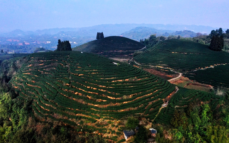 专题介绍 - 特早茶