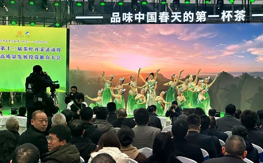 纳溪特早茶:品牌闪耀,茶旅融合助推高质量发展