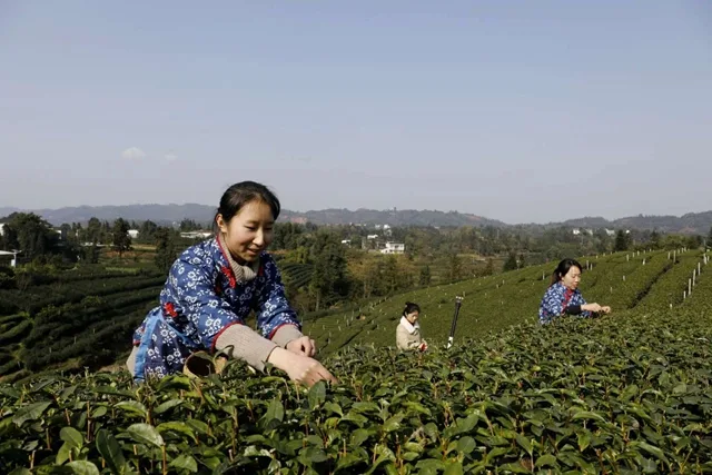 纳溪:“一叶”成“一业” 茶产业铺就村民增收路(图3) 3.jpg