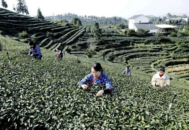 纳溪:“一叶”成“一业” 茶产业铺就村民增收路(图2) 2.jpg