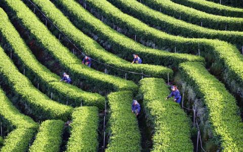 春茶界的“抢跑者”丨纳溪特早茶凭啥“早”占先机？