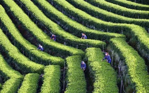 春茶界的“抢跑者”丨纳溪特早茶凭啥“早”占先机？