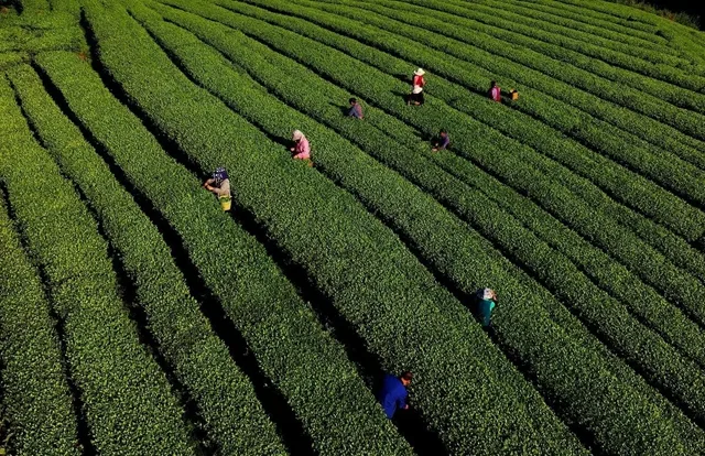 春茶界的“抢跑者”丨纳溪特早茶凭啥“早”占先机?