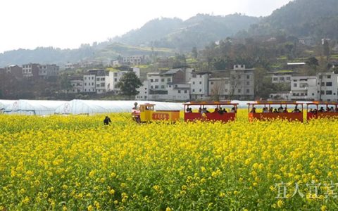 赏花去！宜宾屏山镇五万亩油菜花盛放