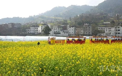赏花去！宜宾屏山镇五万亩油菜花盛放