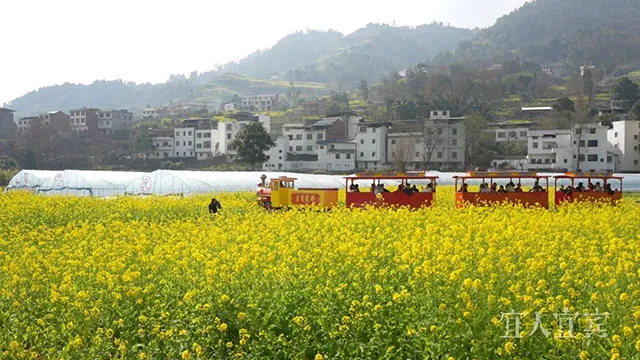 赏花去!宜宾屏山镇五万亩油菜花盛放(图1) 1.jpg