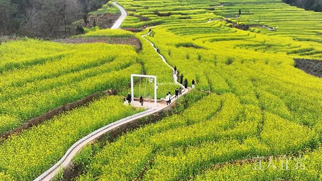 赏花去!宜宾屏山镇五万亩油菜花盛放(图2) 2.jpg