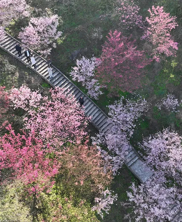 江阳区丹林樱花开了!坐公交 赏早樱,出行攻略看这里→(图1) 1.jpg