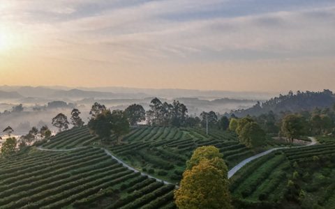来荣县，邂逅一场绝美的茶山日出！