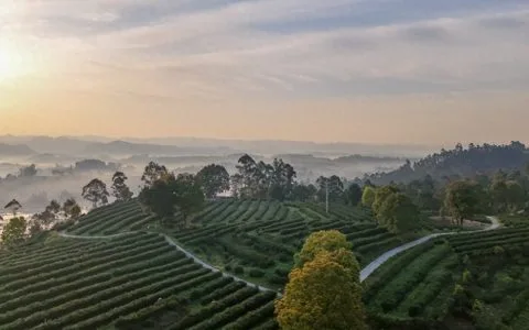 来荣县，邂逅一场绝美的茶山日出！