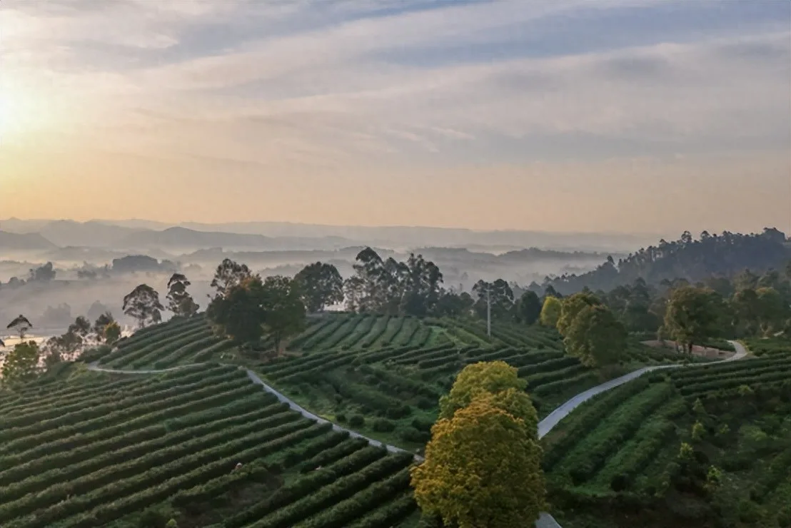 来荣县,邂逅一场绝美的茶山日出!