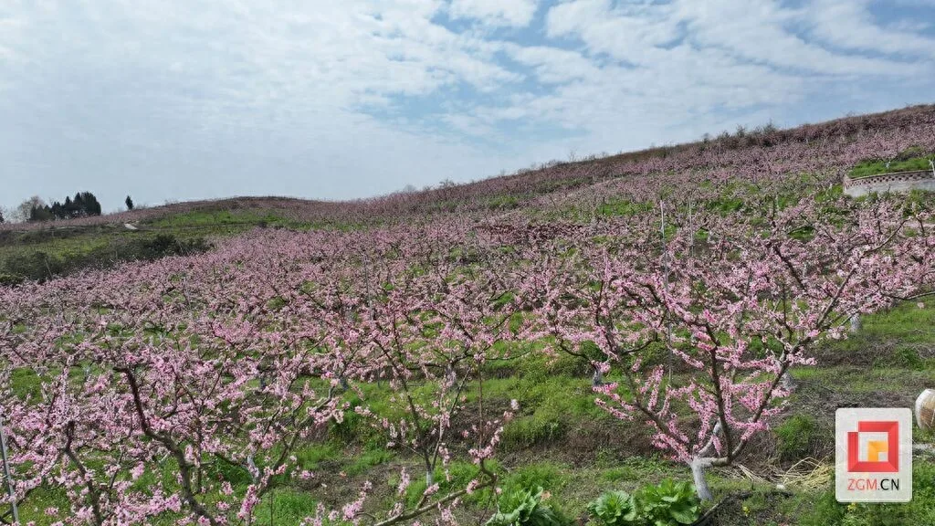 荣县沙湾村:黄桃花香漫春野,鲜桃产业结硕果