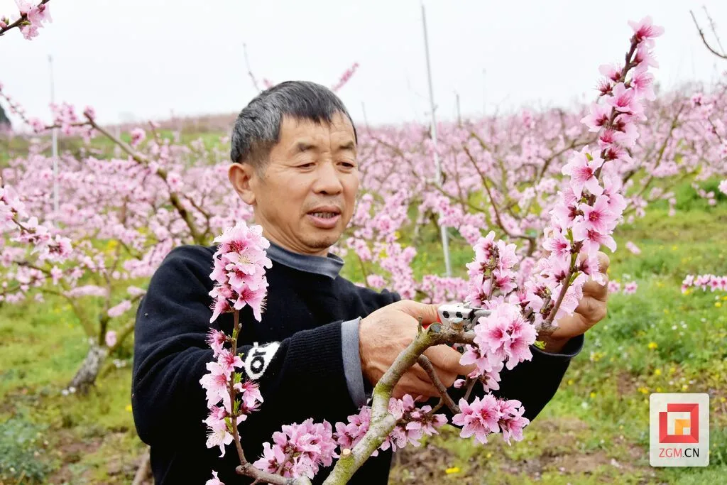 荣县沙湾村:黄桃花香漫春野,鲜桃产业结硕果