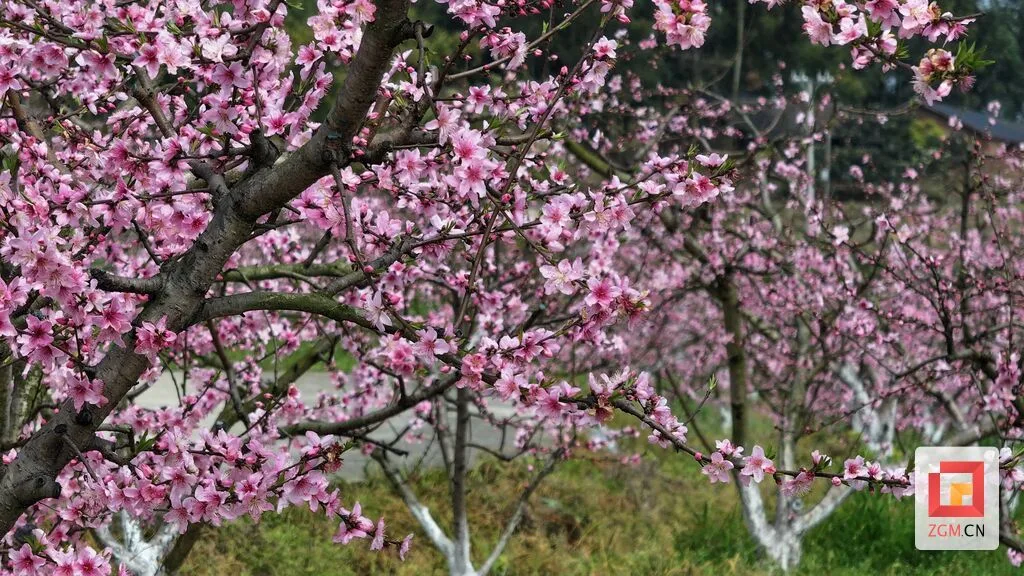 荣县沙湾村:黄桃花香漫春野,鲜桃产业结硕果