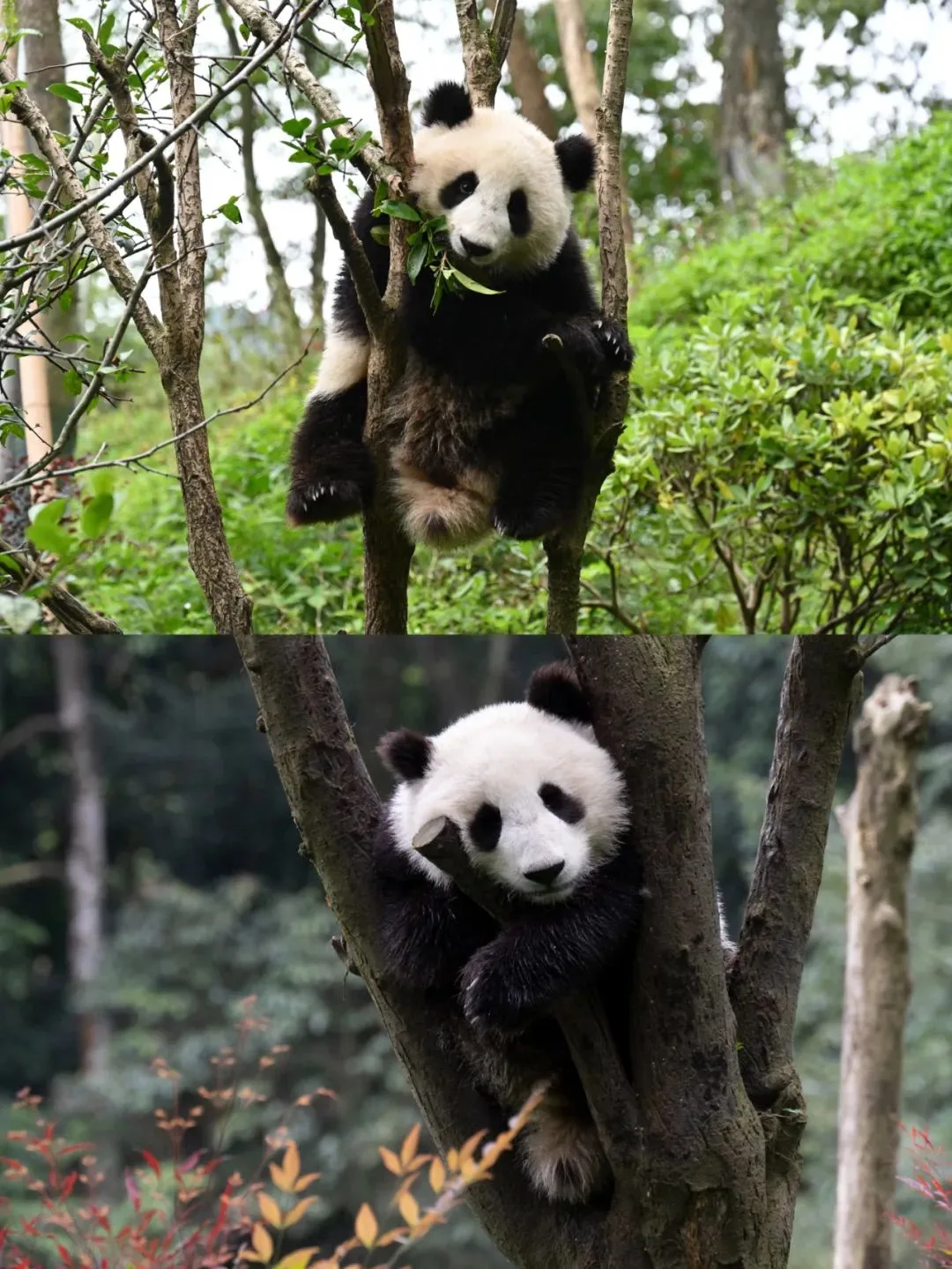 穿越全新碧峰峡赢奖牌活动正式开始‼️附打卡攻略