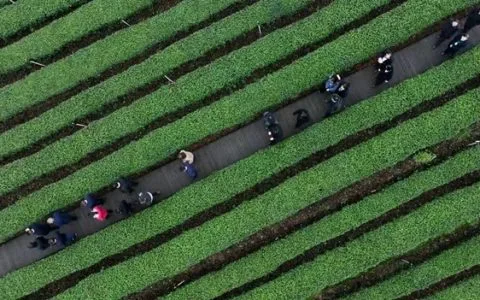 纳溪特早茶：打造百亿茶产业 让绿叶子成为金名片