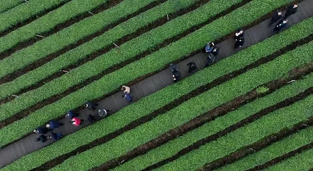 让绿叶子成为金名片 | 纳溪区:打造百亿茶产业(图1) 茶1.jpg