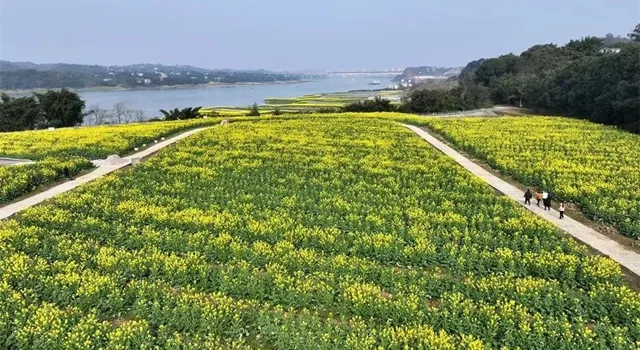 插花、扎染、品茶、火锅…请你查收来自纳溪安富街道一封关于春天的邀请函!