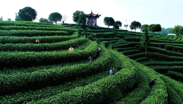 纳溪:千年早茶向新求变(图1) 茶1.jpg