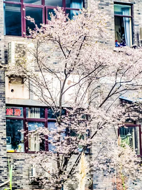古蔺酒街:古韵与酒香交织的诗意之地(图6) 6.jpg