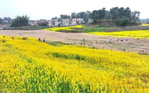 江阳乡村旅游“土”“特”“产”，味道就是不一般