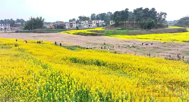 江阳乡村旅游“土”“特”“产”,味道就是不一般