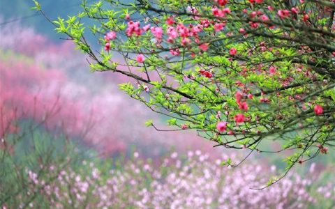 3000亩桃花林，这个春天来泸州龙湖水乡行好运！