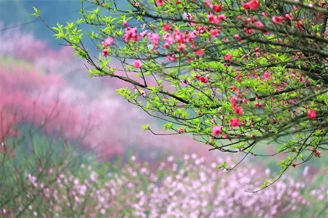 3000亩桃花林,这个春天来泸州龙湖水乡行好运!